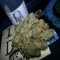 Blue Dream Strain